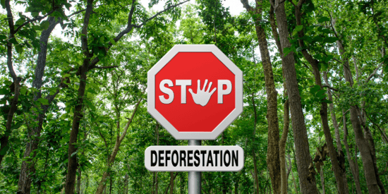 New EU Deforestation Regulation: Stricter Rules to Combat Global Deforestation and Protect Forests